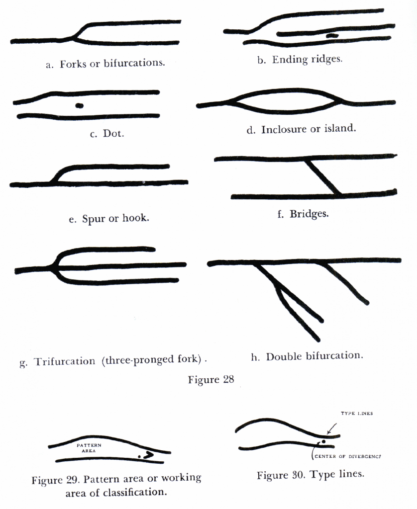 Fingerprint ridge pattern examples